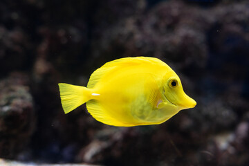 The yellow tang Zebrasoma flavescens , salt water yellow aquarium fish from Acanthuridae family