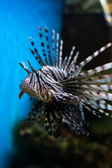 Red lionfish Pterois volitans aquarium fish, a venomous coral reef fish