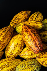 Pile of fresh cacao pods on black background.
