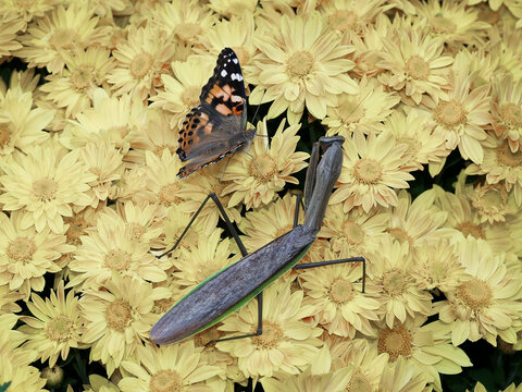 A large gray and green colored praying mantis watches a painted lady butterfly drinking nectar from a beautiful yellow mum.