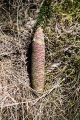 Tannenzapfen im Unterholz.