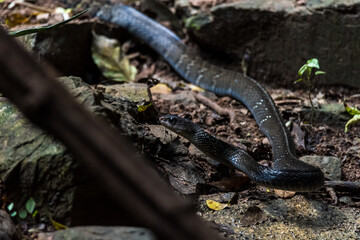 Indochinese rat snake (Ptyas korros) drinking water  Thailand