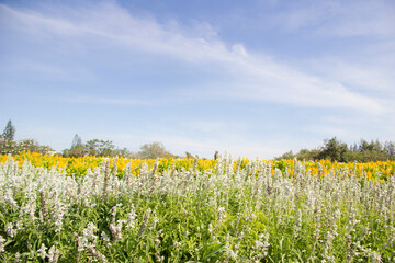 Obraz premium white and yellow flower in the garden.beautiful sky for wallpaper or backgrpund with copy space