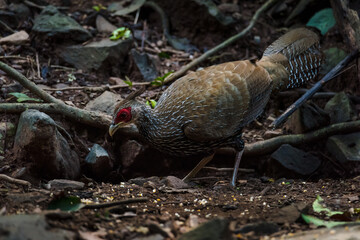 Female kalij pheasant (Lophura leucomelanos) is a pheasant found in forests.