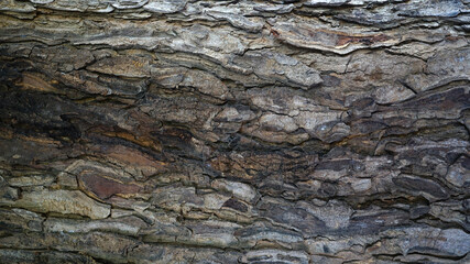 Skin texture  old wood background natural 