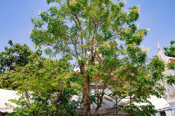 Fototapeta premium The temple's garden is surrounded by natural trees. Is a green space for people in the area