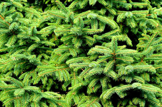 Branch of green fir tree, photo background for design. Christmas wallpaper concept free copy space. Winter holidays mood, beautiful nature background. Christmas tree