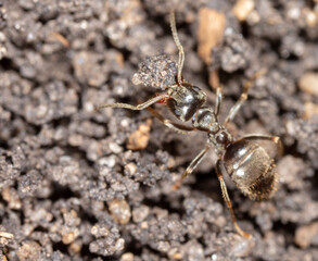 Ant crawling on the ground.
