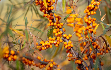 Orange berries of sea buckthorn on the branches