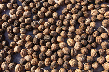 Walnut as background. Harvest from  garden