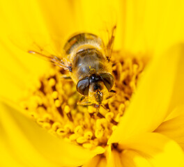 Close up portrait of a bee on a yellow flower.