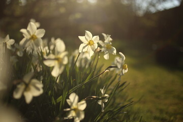 Obraz premium White narcissuses blooming in spring garden, green background