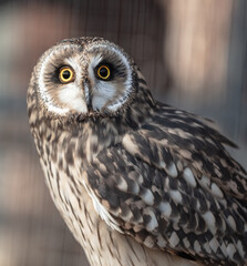 Close up portrait of an owl