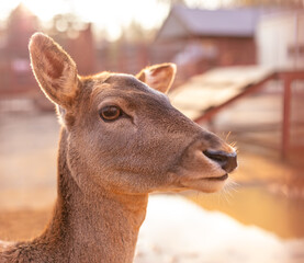 Portrait of a fawn at zoo.