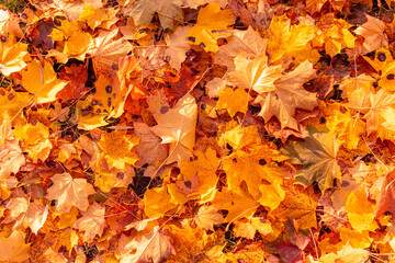 Naklejka na ściany i meble Autumn maple leaves in the park.