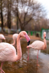 Pink flamingos on the lake