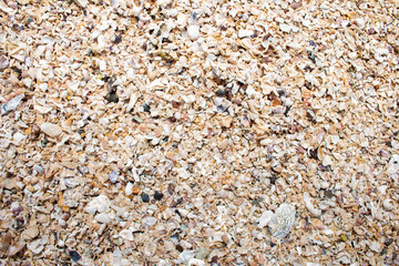 Sand and shells Caused by the waves of the sea washing shell fragments and sand toward the coast