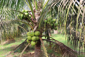 coconut tree in the garden. Dwarf coconut tree with coconut.