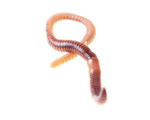 Earthworm on a white background.