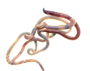 Earthworms isolated on a white