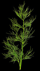Green dill isolated on black background.