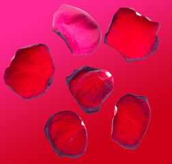 Red rose petals isolated on red