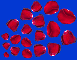Red rose petals isolated on blue