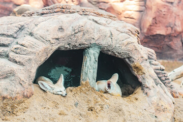 Fototapeta premium sea lion in the sand