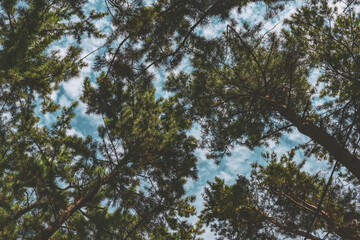 trees and sky