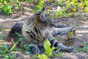 pet animal: portrait of alley cat