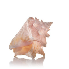 sea shell on a white background with reflection