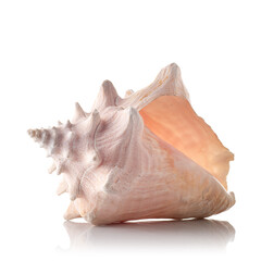 sea shell on a white background with reflection