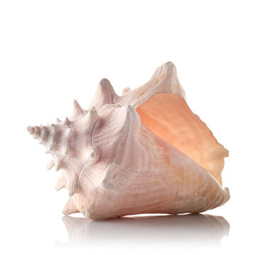 sea shell on a white background with reflection