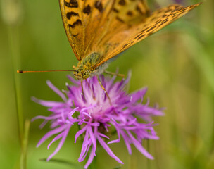 orange brown butterfly silver-washed fritillary (Argynnis paphia) on cornflower blossom