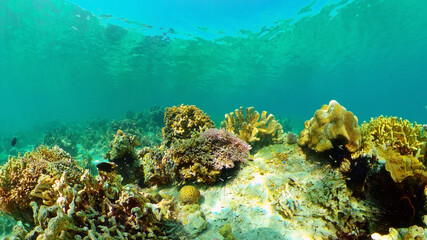 Fototapeta na wymiar Coral garden seascape. Colourful tropical coral. Philippines.