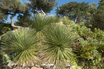 Evergreen Foliage of an Ornamental Succulent Great Desert Spoon or Green Sotol Plant (Dasylirion acrotichum) Growing in a Tropical Garden on the Island of Tresco in the Isles of Scilly, England, UK