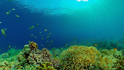 Naklejka na ściany i meble Tropical underwater sea fish. Colourful tropical coral reef. Scene reef. Philippines.