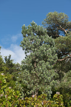 Green Foliage of an Evergreen South African Pine or Silver Tree (Leucadendron argenteum) Growing in a Lush Tropical Garden on the Island of Tresco in the Isles of Scilly, England, UK
