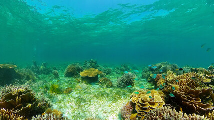 Naklejka na ściany i meble Beautiful underwater landscape with tropical fishes and corals. Life coral reef. Philippines.