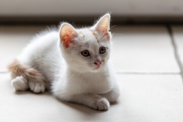 pet animal: portrait of alley kitten