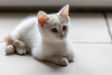 pet animal: portrait of alley kitten