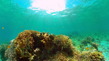 Fototapeta na wymiar Tropical fishes and coral reef underwater. Hard and soft corals, underwater landscape. Philippines.