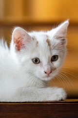pet animal: portrait of alley kitten