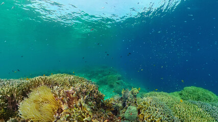 Coral reef underwater with tropical fish. Hard and soft corals, underwater landscape. Travel vacation concept. Philippines.