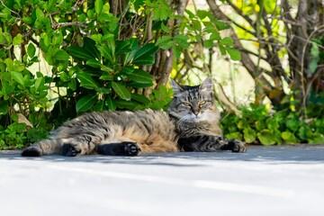 pet animal: portrait of alley cat