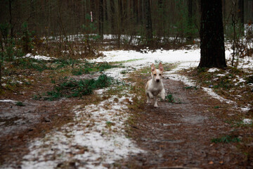 a small dog of the Jack Russell Terrier breed walks through the spring forest