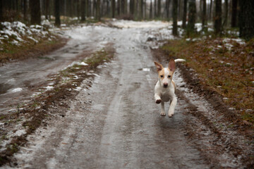 a small dog of the Jack Russell Terrier breed walks through the spring forest