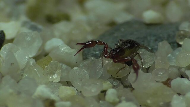 Moosskorpion (Pseudoskorpion)