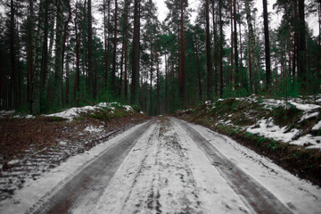 spring forest. snow melts in the pine forest. the beginning of March