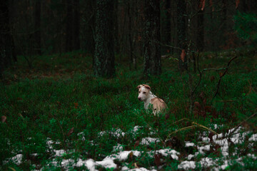 a small dog of the Jack Russell Terrier breed walks through the spring forest
